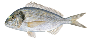psari
