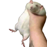 asdasdsadsadasddas